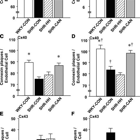 Bar Graph Showing The Expression Of Cx37 40 And 43 Per Endothelial