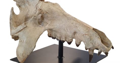 archaeotherium mortoni (skull)