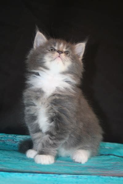 Chaton Maine Coon CHATON blue blotched tabby mâle disponible en