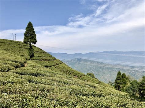 Tea Garden - Mirik, West Bengal, India : pic