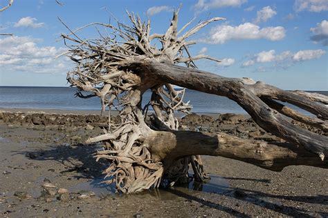 Driftwood Sky Beach - Free photo on Pixabay - Pixabay
