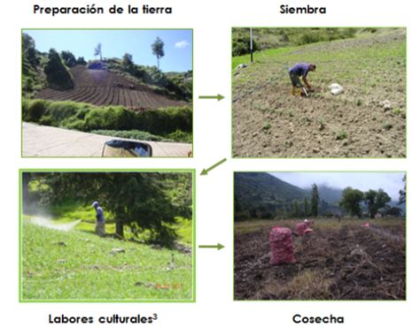 Etapas del proceso de la producción agrícola