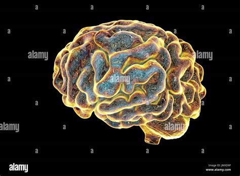 Brain Anatomy Sagittal View Immagini E Fotografie Stock Ad Alta