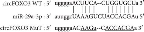 Circfoxo Directly Sponges Mir A P And Mir P Bioinformatics