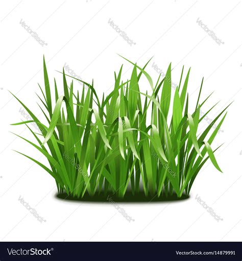 Green Grass Royalty Free Vector Image Vectorstock