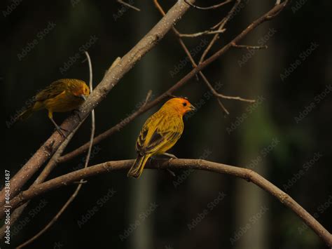 Foto De Beautiful Large Nature Image Composed By Two Yellow Golden