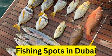 Fishing Spots In Dubai Uae Notice