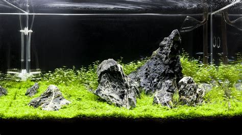 Iwagumi P Aquascape By Lindsay Blamey Aquascaping Iwagumi