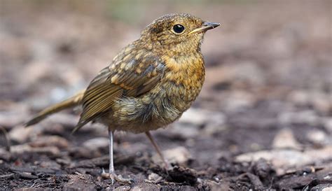 Robin Erithacus Rubecula Natural History Museum