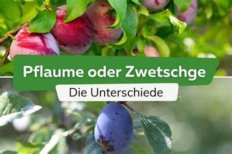 Pflaume Oder Zwetschge Was Ist Der Unterschied