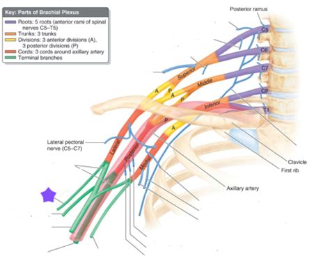 Anatomy MSK Week 6 Flashcards Quizlet