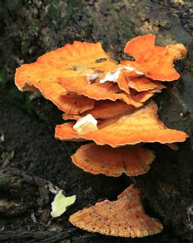 Laetiporus pratigiensis · iNaturalist