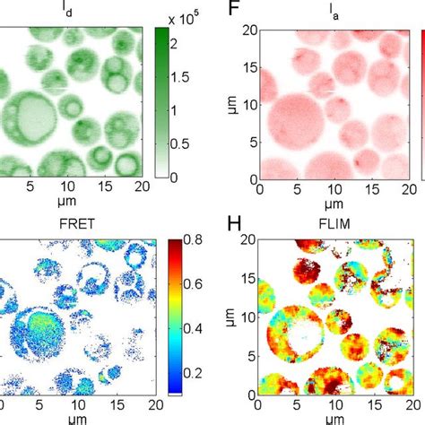 FLIM FRET Imaging Of Living Yeast Cells During Starvation A To D