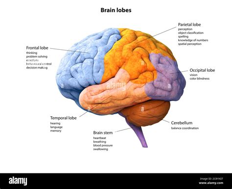 Digital illustration of human Brain, lobe, lobes, anatomy, 3D rendering ...