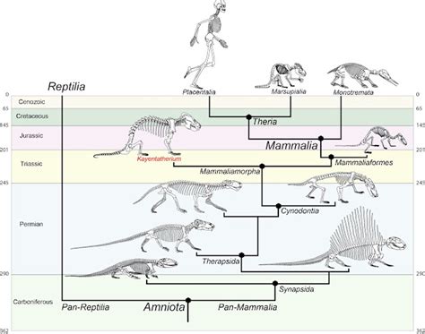 Avant Champlain Arbres de l évolution des mammifères