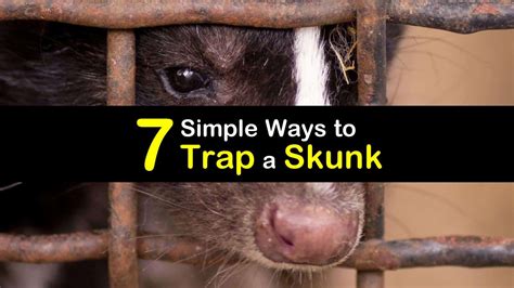 Smart Ways of Controlling Skunks at Home