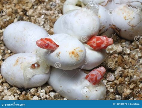 Coral Snow Baby Snake Hatching from Where Eggs Stock Photo - Image of ...