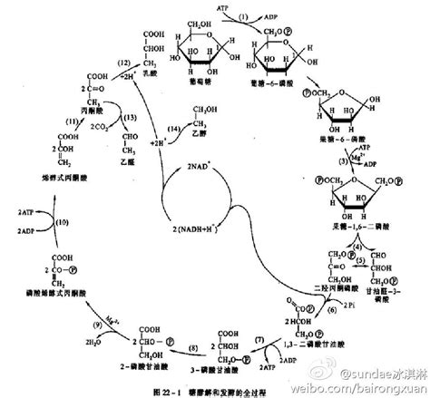 糖酵解的反应过程 Csdn博客