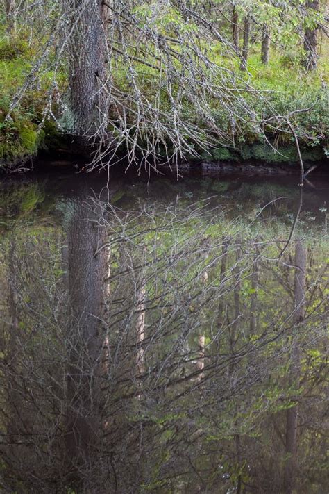 Small Forest Pond Perfect Reflection Stock Photo - Image of forest ...