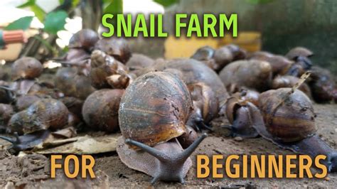 Snail Farming For Beginners Youtube