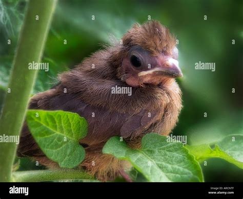 Baby Red Bird