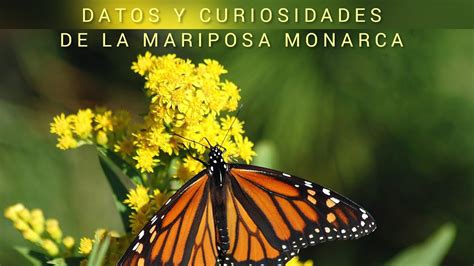 DATOS Y CURIOSIDADES DE LA MARIPOSA MONARCA YouTube