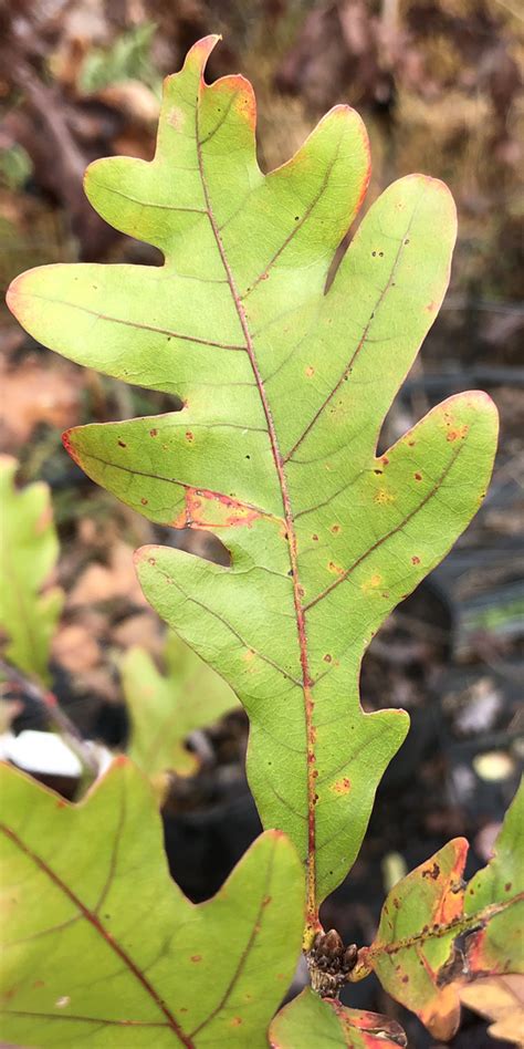 Quercus Alba Ginos Nursery