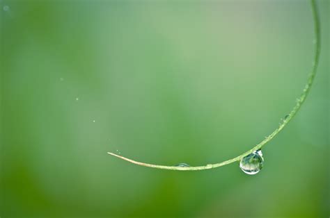 Macro Nature Wallpapers - Wallpaper Cave