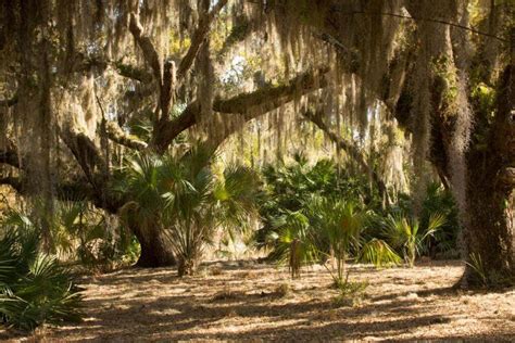 Lake Kissimmee State Park In Lake Wales, FL | America's State Parks