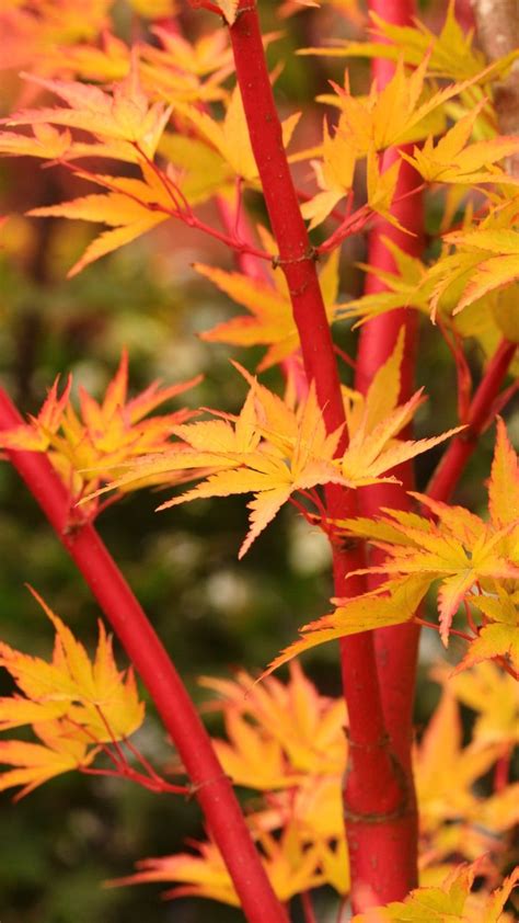 Japanese Maple Varieties Japanese Maple Trees Japanese Maple Garden