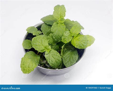 Fresh Green Pudina Or Mint Herbal Plant Leaves Has Aromatic Incense