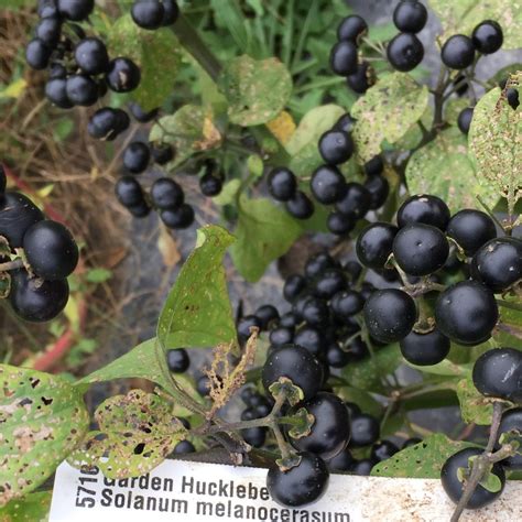 Garden Huckleberry -Organic – Greta's Family Gardens