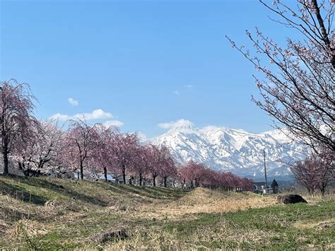 軽薄短笑 ～新潟県上越・妙高発～ 矢代川河川敷のソメイヨシノ、シダレザクラ、スイセン、山の残雪の「四重奏」