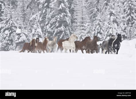 Horses In Montana Hi Res Stock Photography And Images Alamy