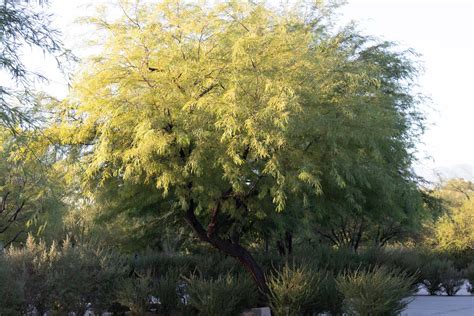 Mesquite hybrids - Sunnylands Art Garden