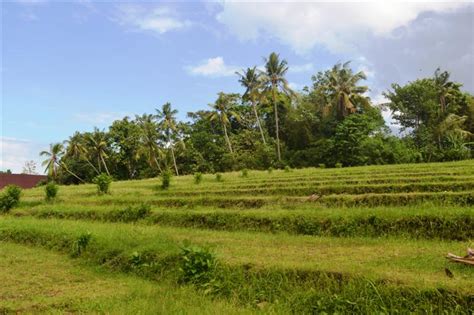 Property Land In Bali For Sale Great View In Canggu Bali 1 350 M2