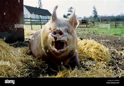 Large Pig In Its Pen Stock Photo Alamy