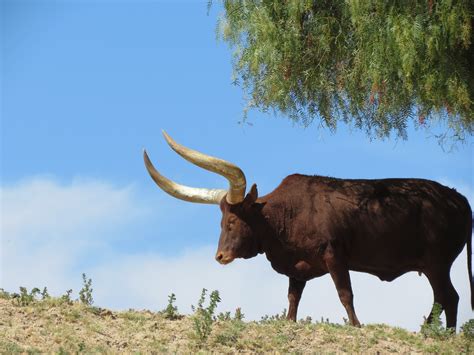 Free Images Wildlife Horn Pasture Grazing Fauna Bull Grassland