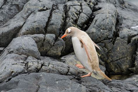 Gentoo Penguin Albino Stock Photo - Download Image Now - Albino, Animal ...