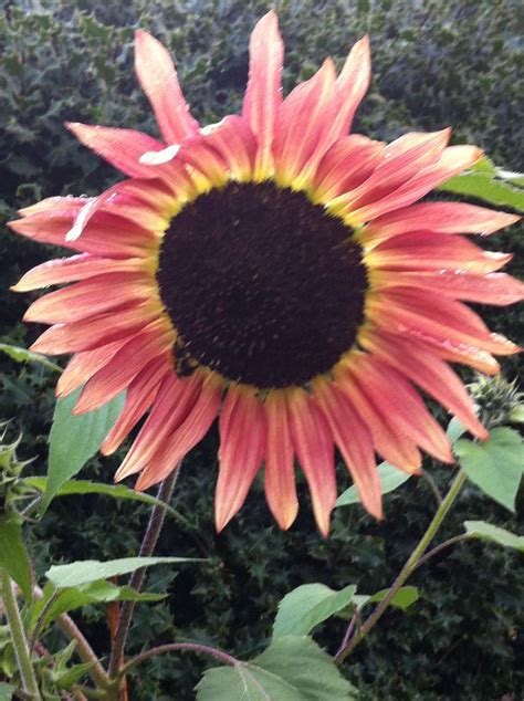 My Sunflower Plants Garden Sunflower