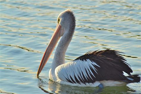 Pelican On The Water Stock Photo Image Of Sunset Branch 58293770