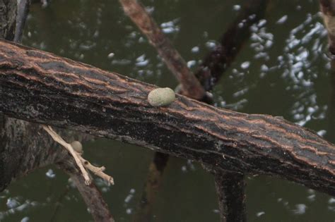 Lined Nerite From Lim Chu Kang Singapore On August 20 2023 At 01 11