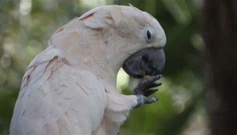 Goffin Cockatoo Lifespan, Diet & Health Guide 2022 - CuteParrots