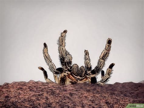 How to Tell If Your Tarantula Is Molting: 5 Signs