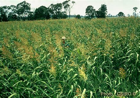 Factsheet - Perennial forage sorghum