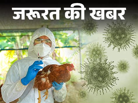 H5n1 Bird Flu Vs Covid Avian Influenza Symptoms And Treatment Details