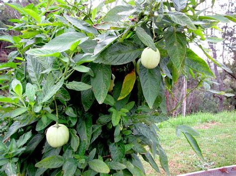 Cultiver La Poire Melon Pépino Solanum Muricatum Conseils Pour Semer Entretenir Et Récolter