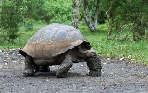 Galapagos Or Giant Tortoise Geochelone Elephantopus Flickr