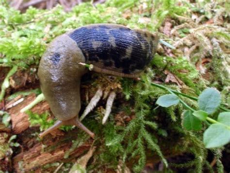 Banana Slug Ariolimax Columbianus