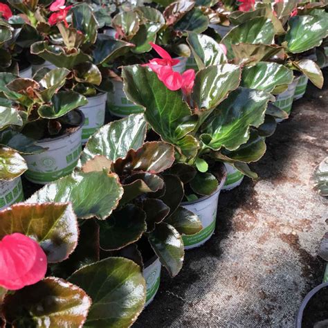 Acheter Begonia Big Rose Bronze Leaf Pas Cher